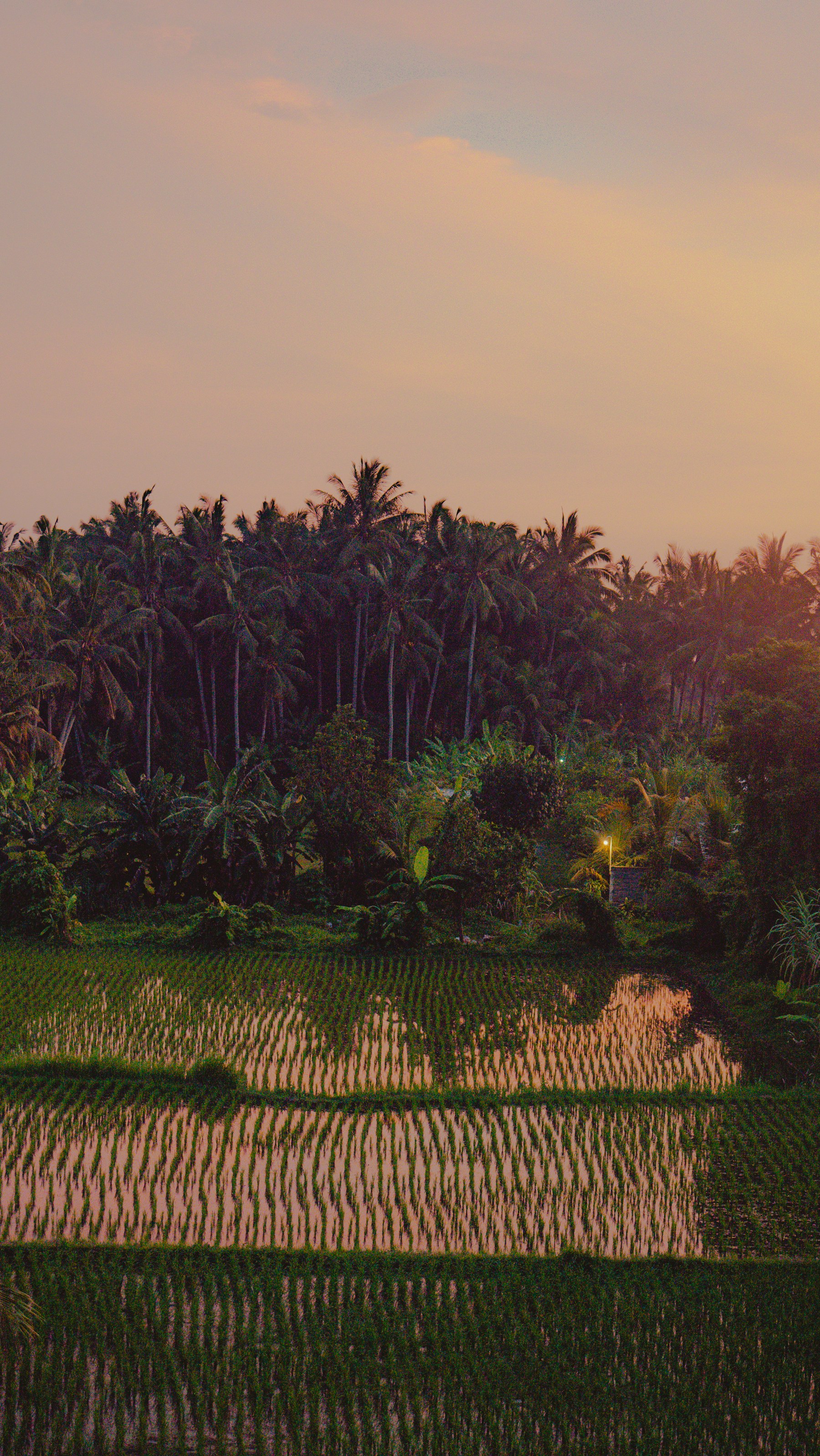 Warm sunset over Bali rice fields